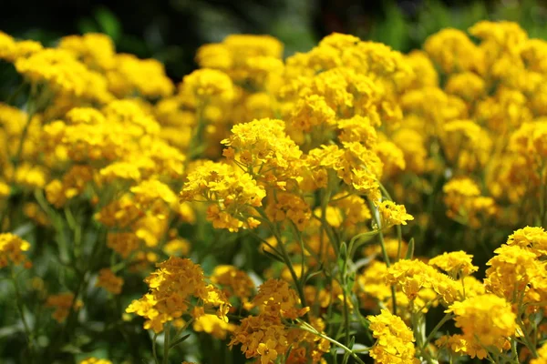 Alyssum Tuin — Stockfoto