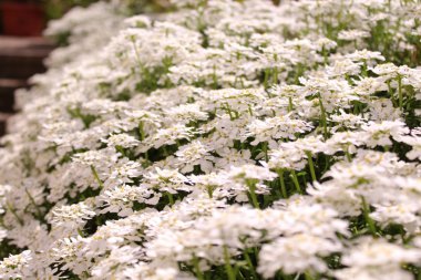 Bahçede çiçek açan şekerleme.