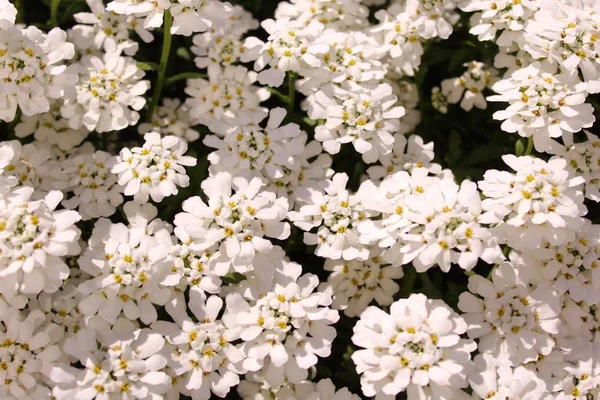 Candytuft Ogrodzie — Zdjęcie stockowe