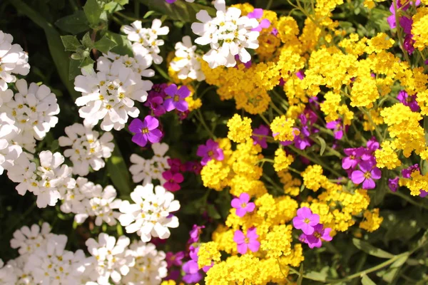 Sladký Alyssum Zahradě — Stock fotografie