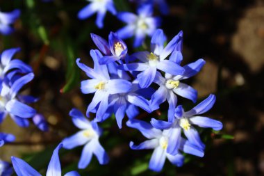 Karların ihtişamı