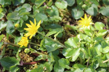 düğün çiçeği çiçek bahçesinde