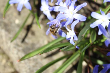 Karların ihtişamı
