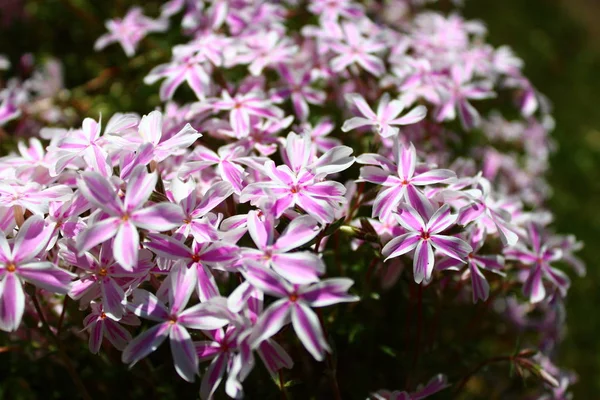 Baharda pembe çiçekler