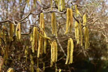 Bahçedeki söğüt ağacı 