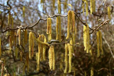 Bahçedeki söğüt ağacı