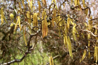 Bahçedeki söğüt ağacı