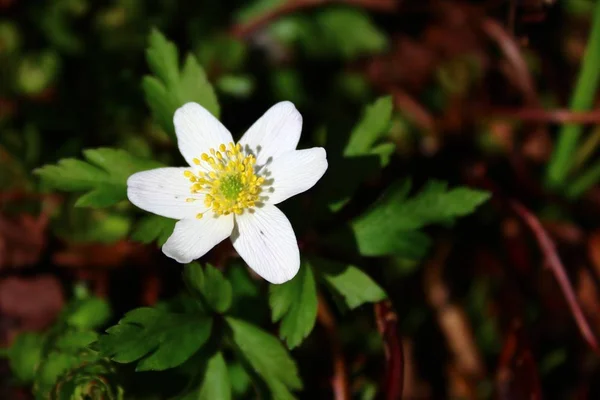 Ein Feld Von Anemonen — Stockfoto