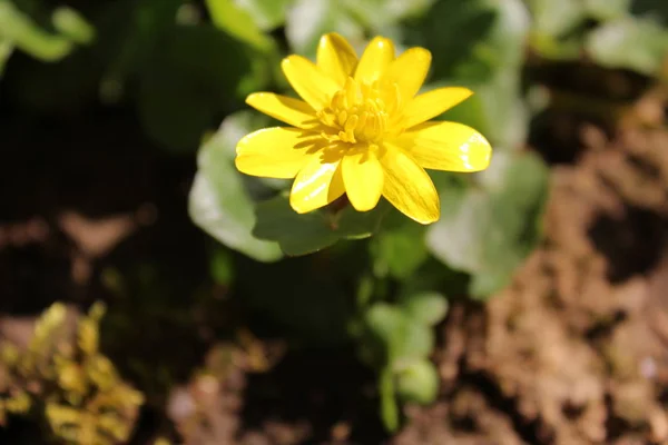 Fleur Buttercup Dans Jardin — Photo