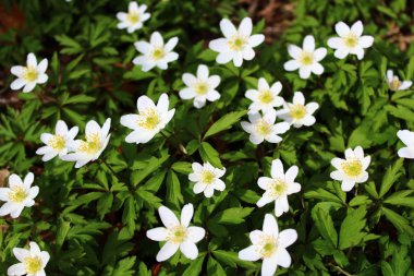 ilkbaharda anemon alanı