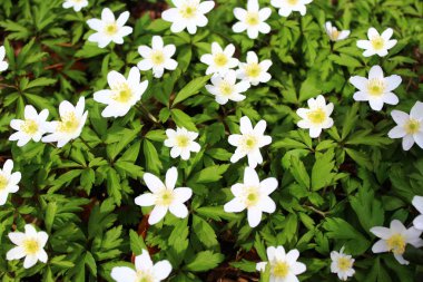 ilkbaharda anemon alanı