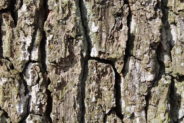 Rinde Eines Baumes — Stockfoto