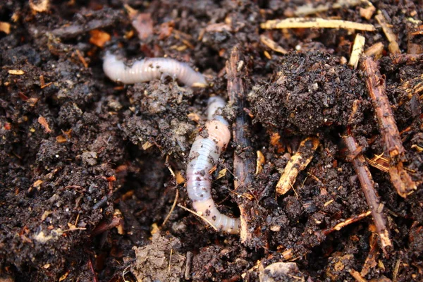 Lombriz Compost — Foto de Stock