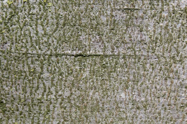 Bark Tree — Stock Photo, Image