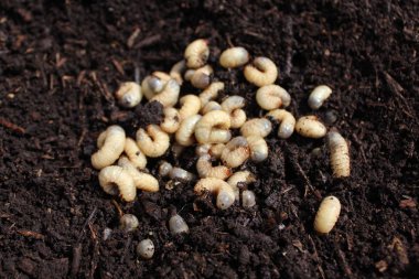 Gübre yığınında gül chafer larvaları