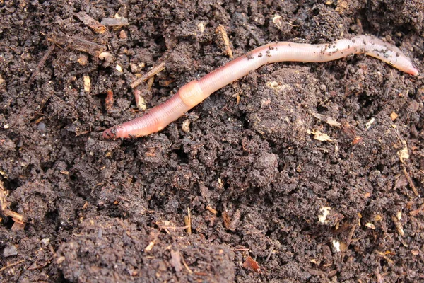 Vers Terre Dans Compost — Photo