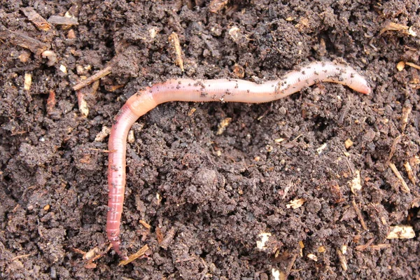 堆肥中的虫子 — 图库照片