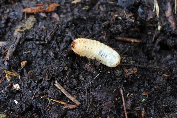 Larvas Rosales Pila Compost — Foto de Stock