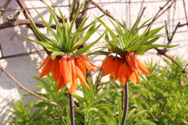 İmparatorluk tacının çiçekleri.