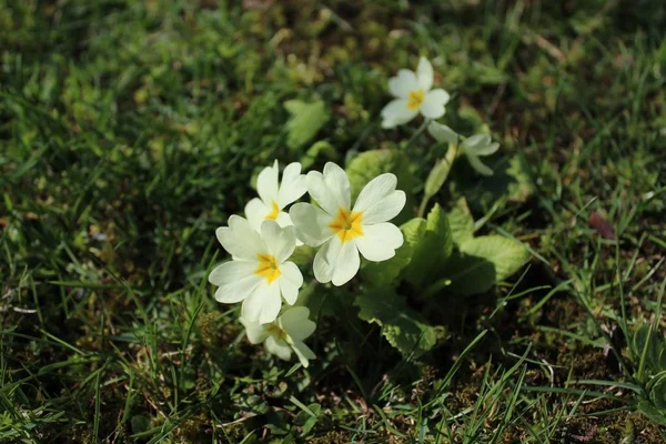 Primel Garten — Stockfoto