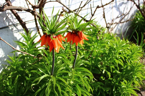 blossoms of the imperial crown