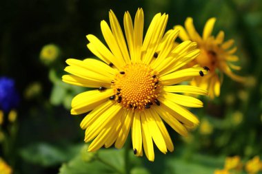 Bir sürü küçük böceği olan sarı çiçek