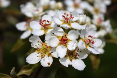 armut ağacının çiçekleri