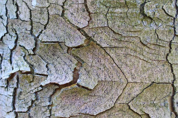 Rinde Eines Baumes — Stockfoto