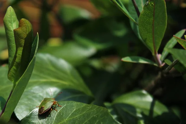 Bahçede Böcek — Stok fotoğraf