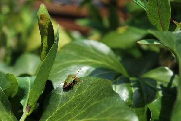 Bahçede Böcek — Stok fotoğraf