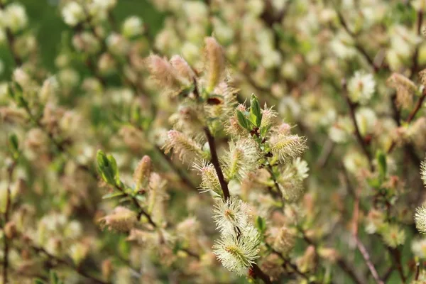 Saule Dans Jardin — Photo