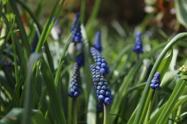 Grape Hyacinth Garden — Stock Photo, Image