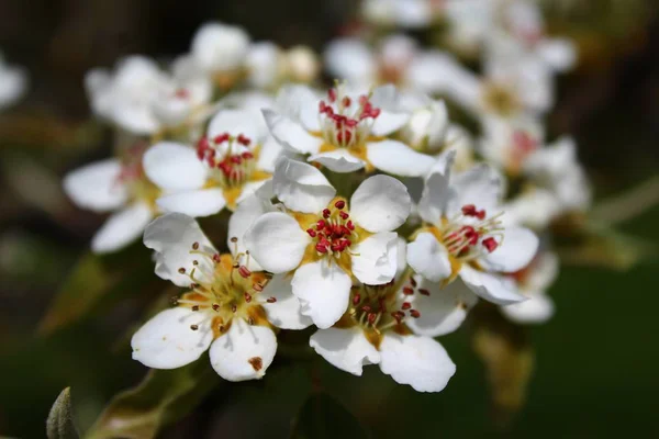 Blommor Ett Päronträd — Stockfoto