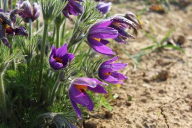 bahçede pasqueflowers
