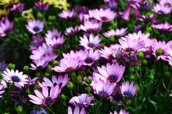 Cape Rain Daisy Garden — Stock Photo, Image