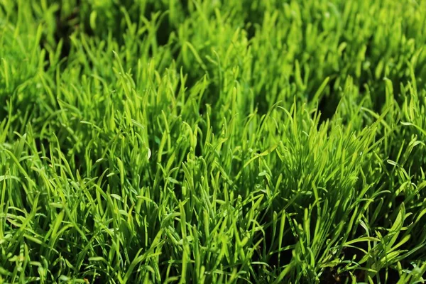 Background Green Eastergrass — Stock Photo, Image