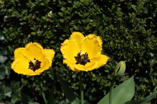 Tulipani Gialli Giardino — Foto Stock