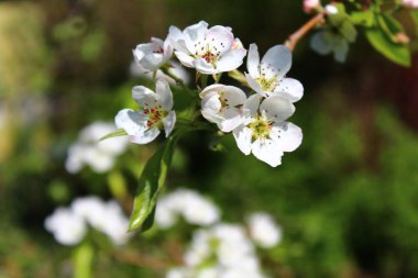 İlkbaharda kiraz çiçekleri