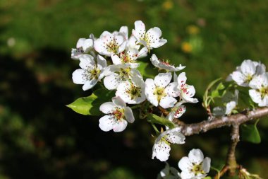İlkbaharda kiraz çiçekleri
