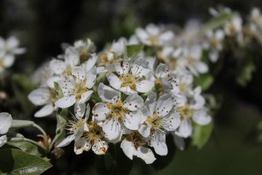 armut ağacının çiçekleri
