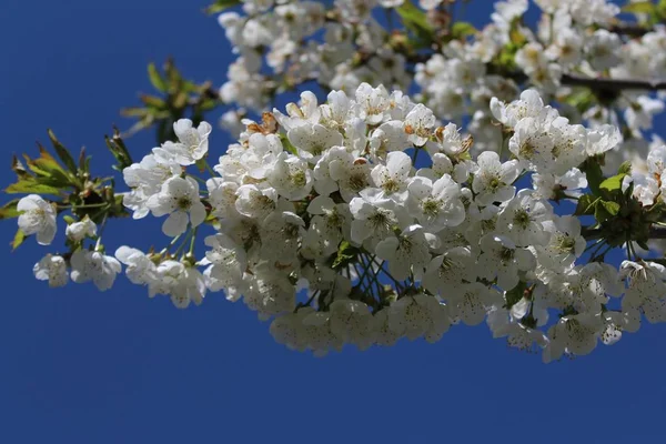 Wiosenne Kwiaty Wiśni — Zdjęcie stockowe