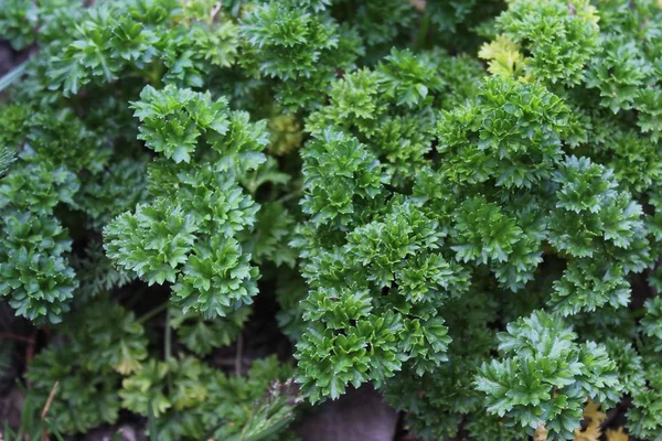 Parsley Garden — Stock Photo, Image