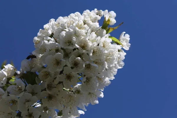 Flores Cerejeira Primavera — Fotografia de Stock