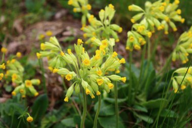 ilkbaharda kaymaları alanı