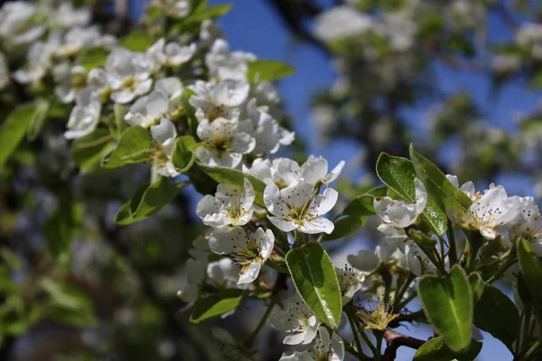 pear blossoms in the garden