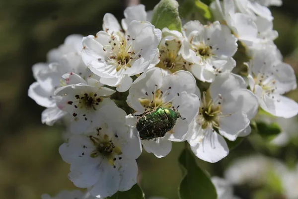 rose chafer in pear blossoms