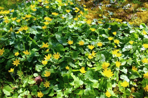 Buttercup Bloem Tuin — Stockfoto