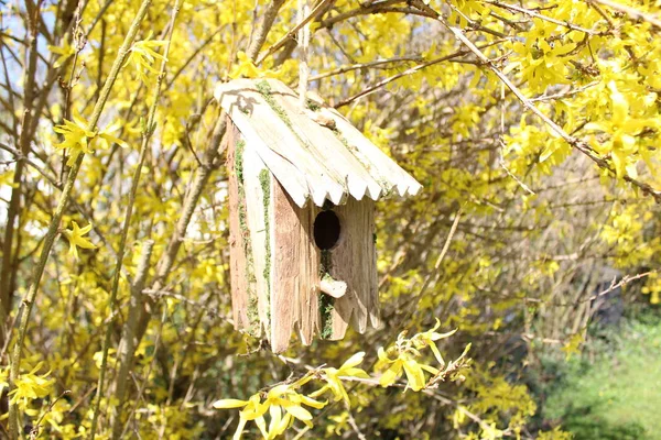 Bird House Forsythia — Stock Photo, Image