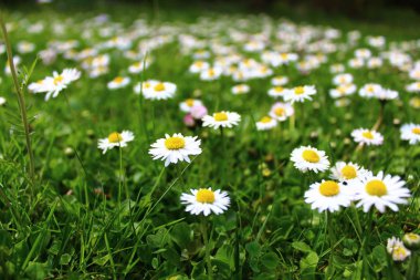 güzel papatyalar ile çayır