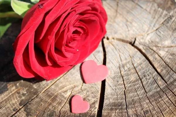 Rote Rose Mit Herzen — Stockfoto